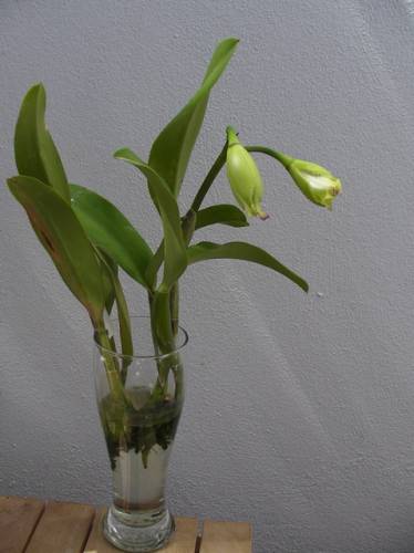 Размножение, посадка и пересадка орхидей S3753645