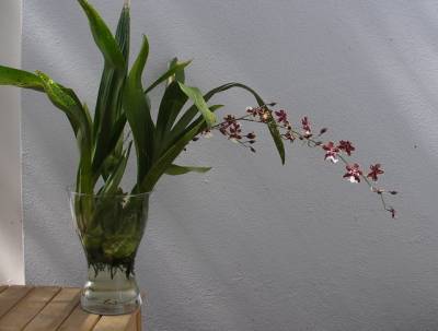 Размножение, посадка и пересадка орхидей S9453575